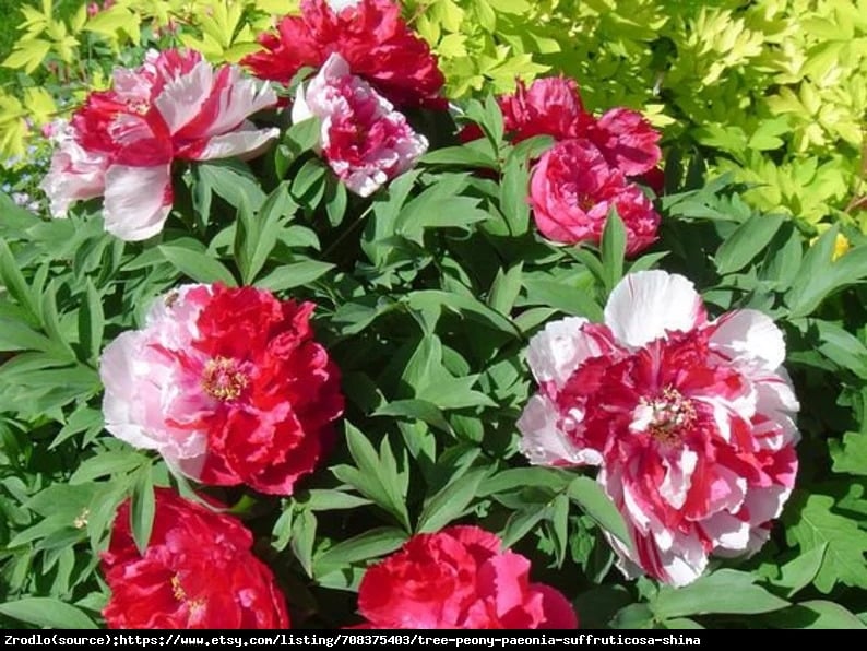 Piwonia drzewiasta japońska  - DWUKOLOROWE KWIATY, szczepiona!!! - Paeonia suffruticosa