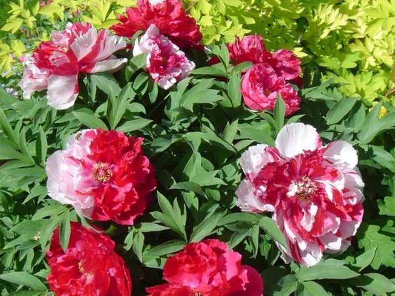 Piwonia drzewiasta japońska  - DWUKOLOROWE KWIATY, szczepiona!!! - Paeonia suffruticosa