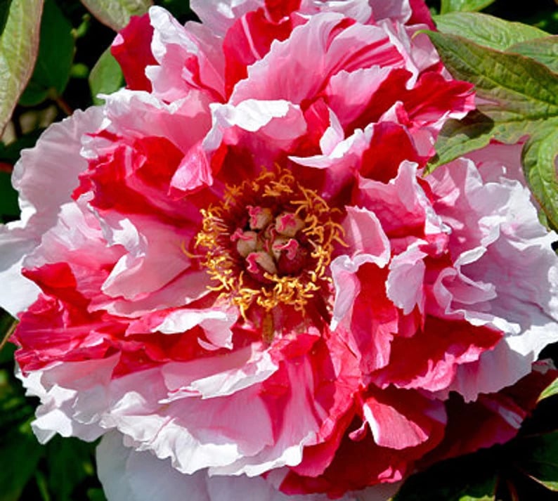 Piwonia drzewiasta japońska  - DWUKOLOROWE KWIATY, szczepiona!!! - Paeonia suffruticosa