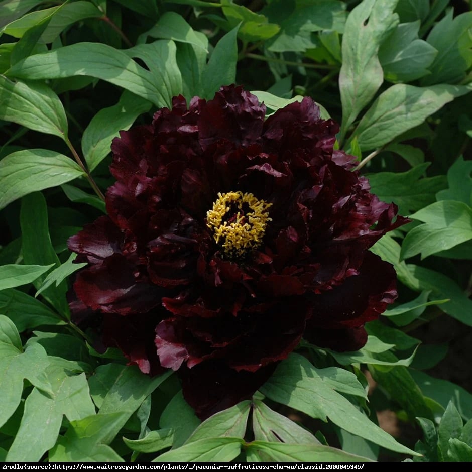 Piwonia drzewiasta japońska  - CIEMNO BORDOWE KWIATY, szczepiona!!! - Paeonia suffruticosa