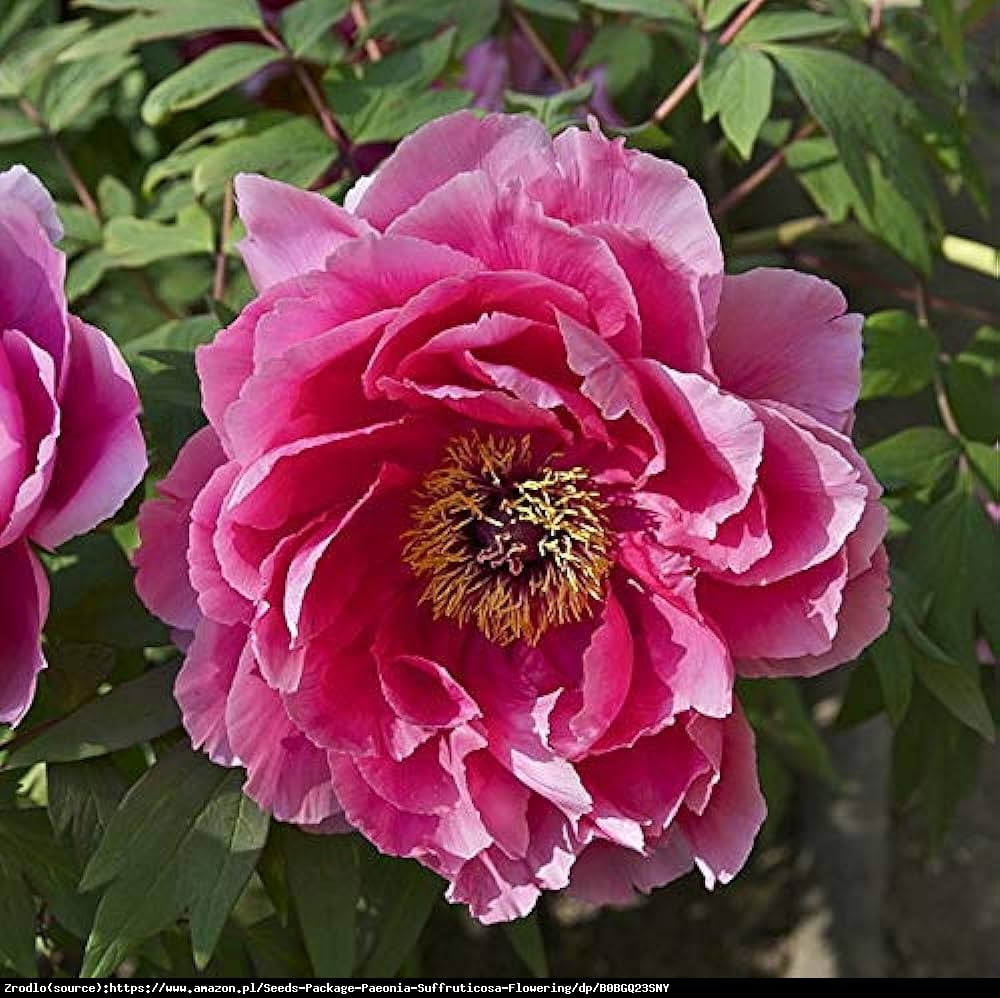 Piwonia drzewiasta japońska  - ciemno RÓŻOWE KWIATY, szczepiona!!! - Paeonia suffruticosa