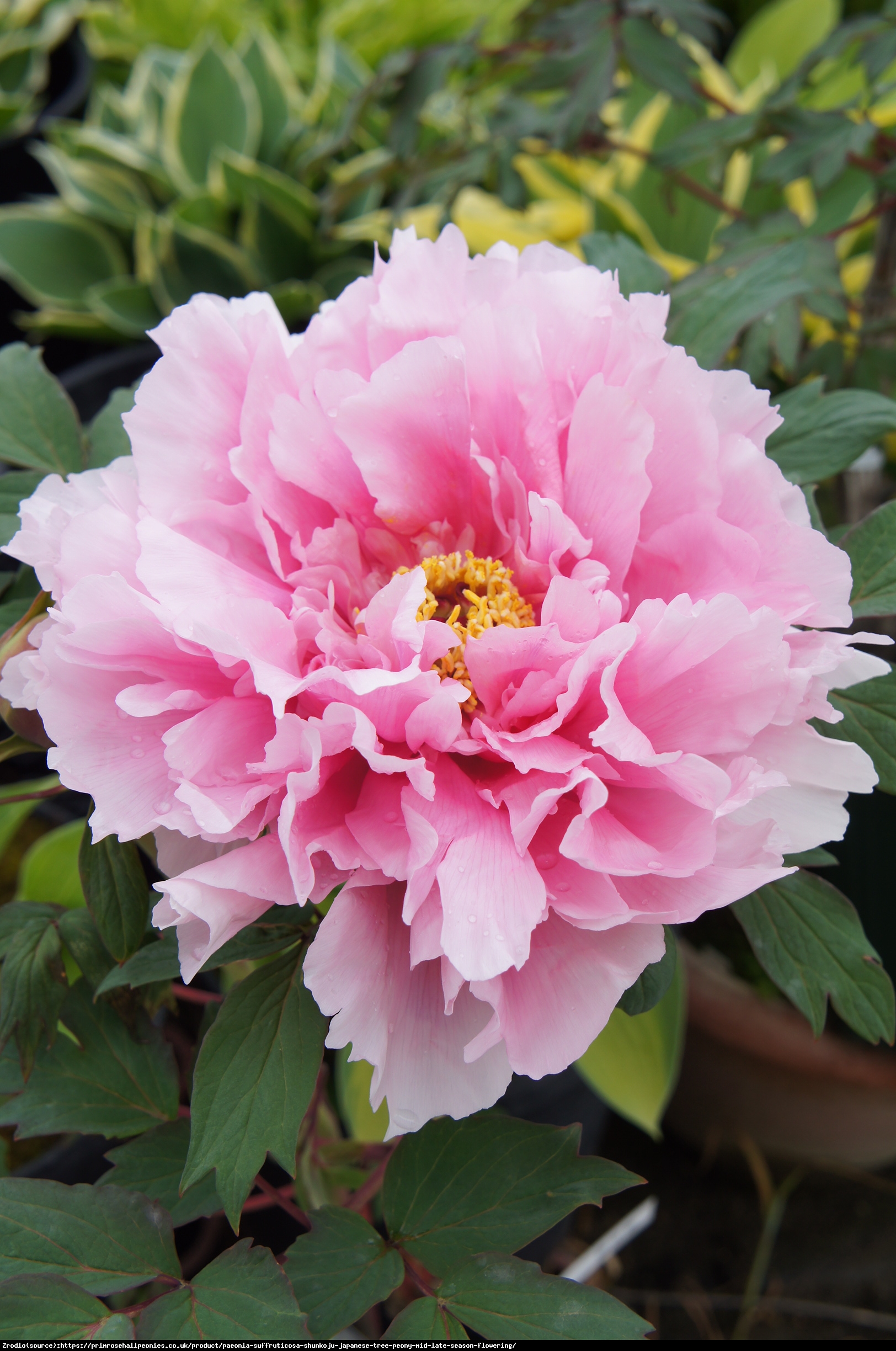 Piwonia drzewiasta japońska  - jasno RÓŻOWE KWIATY, szczepiona!!! - Paeonia suffruticosa