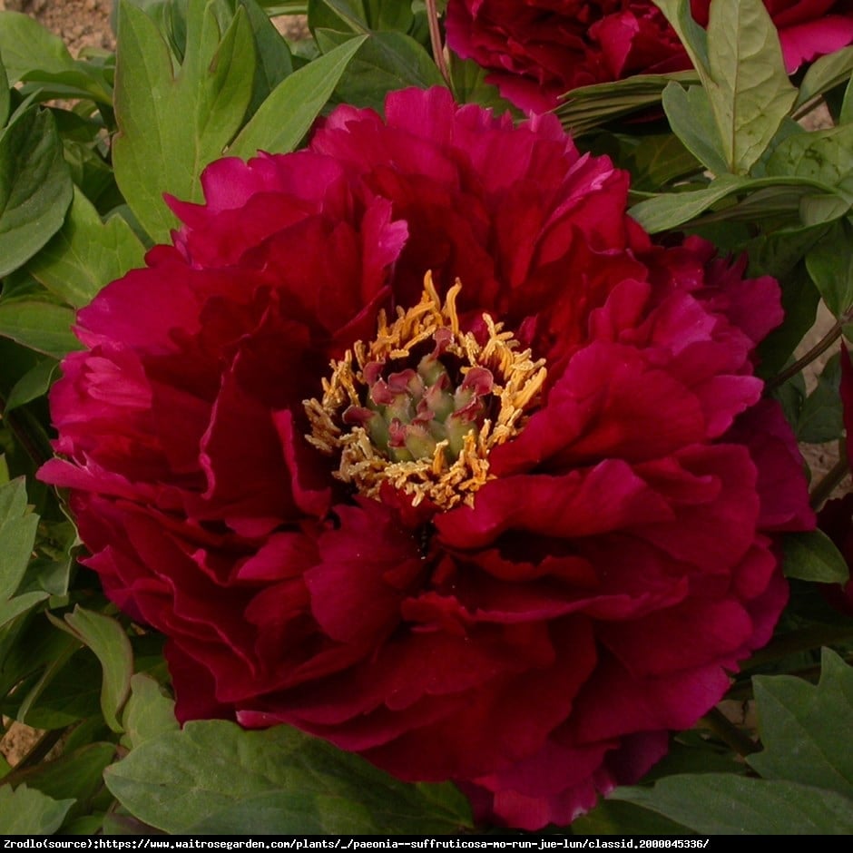 Piwonia drzewiasta japońska  - czerwone KWIATY, szczepiona!!! - Paeonia suffruticosa