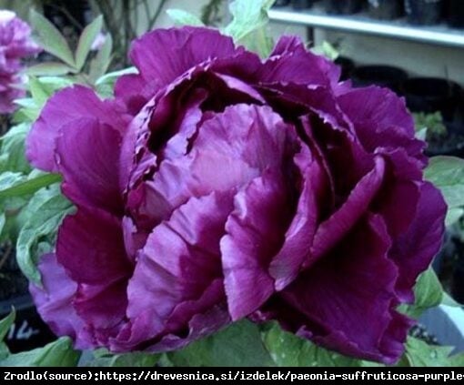 Piwonia drzewiasta japońska  - fioletowe KWIATY, szczepiona!!! - Paeonia suffruticosa