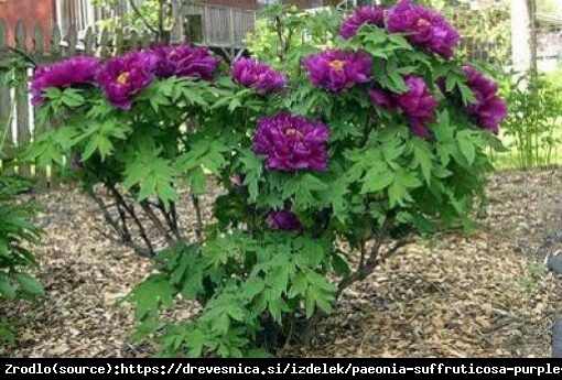 Piwonia drzewiasta japońska  - fioletowe KWIATY, szczepiona!!! - Paeonia suffruticosa