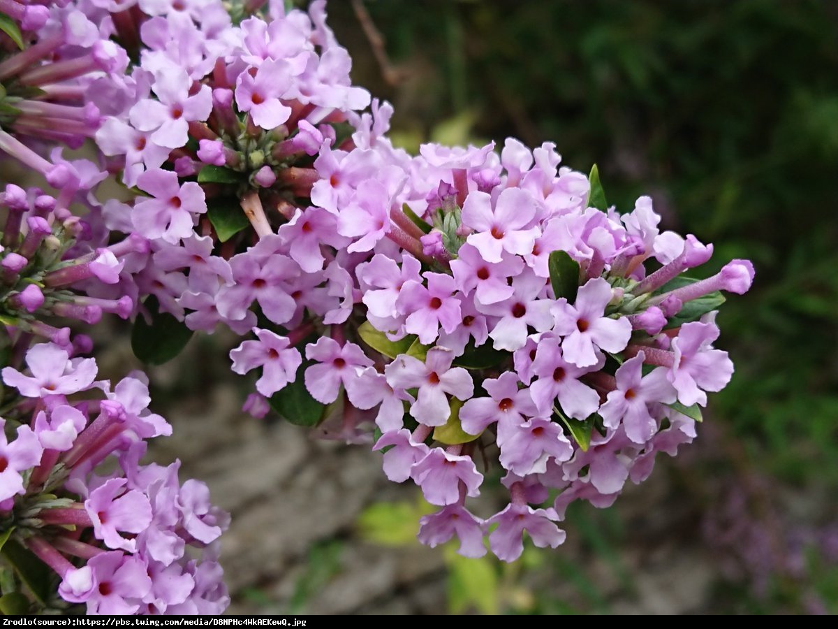 Budleja skrętolistna - SZAFIROWE KWIATOSTANY!!! - Buddleja alternifolia 