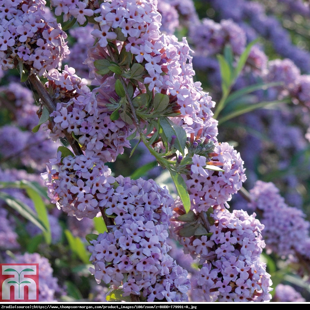 Budleja skrętolistna - SZAFIROWE KWIATOSTANY!!! - Buddleja alternifolia 