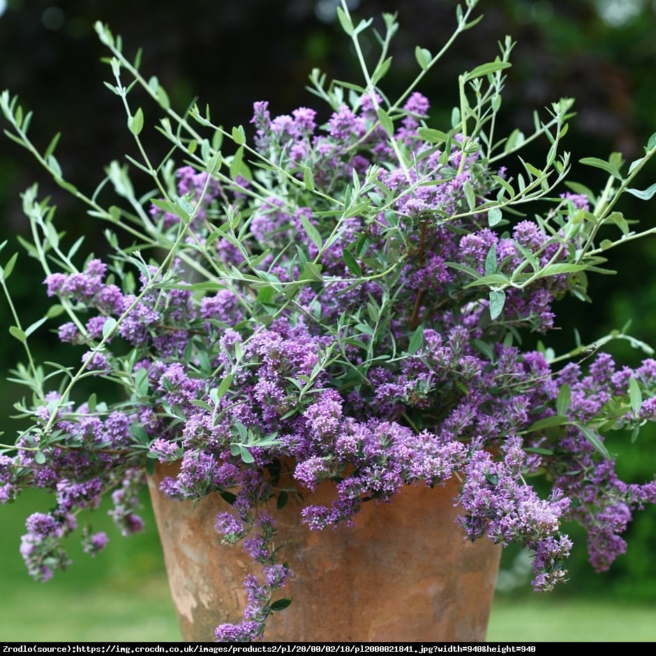 Budleja skrętolistna - SZAFIROWE KWIATOSTANY!!! - Buddleja alternifolia 