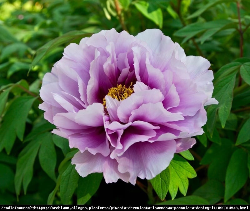 Piwonia drzewiasta japońska  - lawendowe KWIATY, szczepiona!!! - Paeonia suffruticosa