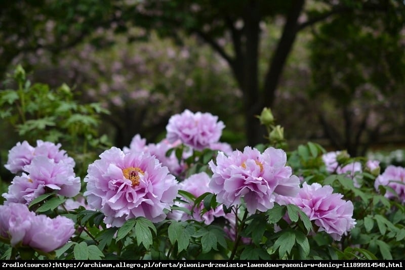 Piwonia drzewiasta japońska  - lawendowe KWIATY, szczepiona!!! - Paeonia suffruticosa