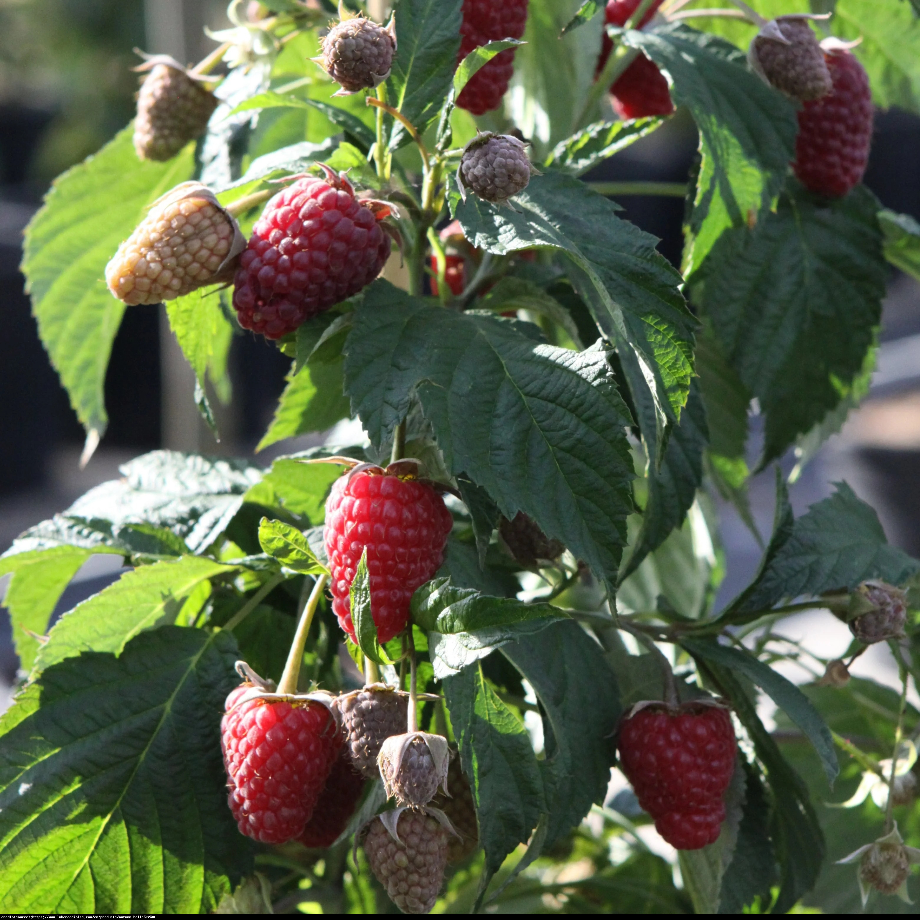 Malina Autumn Belle- PYSZNE OWOCE, kompaktowa, NIEZWYKLE AROMATYCZNA!!! - Rubus idaeus Autumn Belle