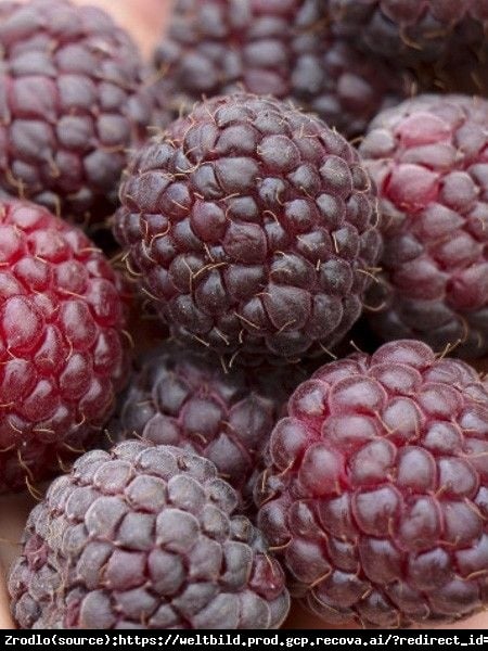 Malina FIOLETOWA Malling Passion - UNIKAT, egzotyczny smak!!! - Rubus idaeus Malling Pasision