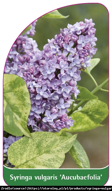 Bez - lilak pospolity  Aucubaefolia - dwubarwne liście - Syringa vulgaris  Aucubaefolia