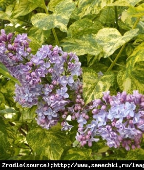 Bez - lilak pospolity  Aucubaefolia - dwubarwne liście - Syringa vulgaris  Aucubaefolia