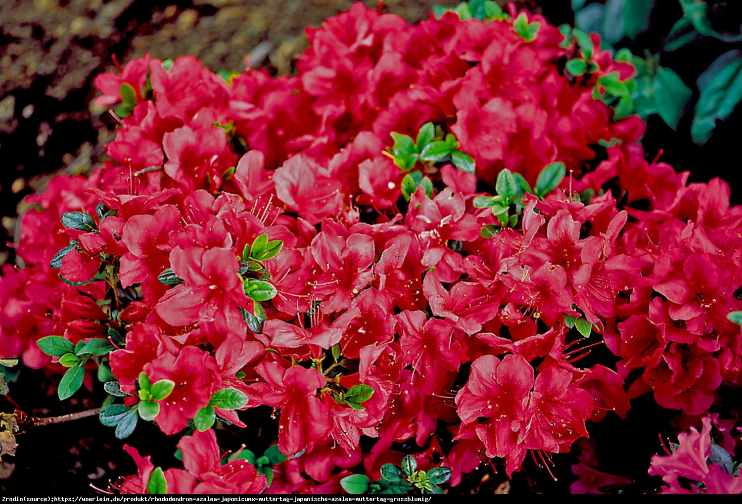 Azalia japońska Muttertag- duże ciemno czerwone kwiaty, OBFICIE KWITNIE!!! - Rhododendron japonicum Muttertag