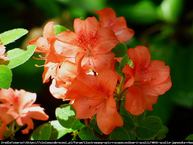 Azalia japońska Morawa - DUŻE pomarańczowe kwiaty - Azalea jap. Morawa
