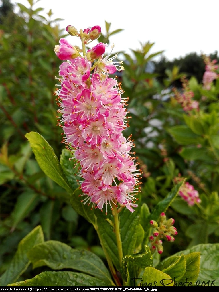 Orszelina zwyczajna Pink Spire - Clethra alnifolia Pink Spire