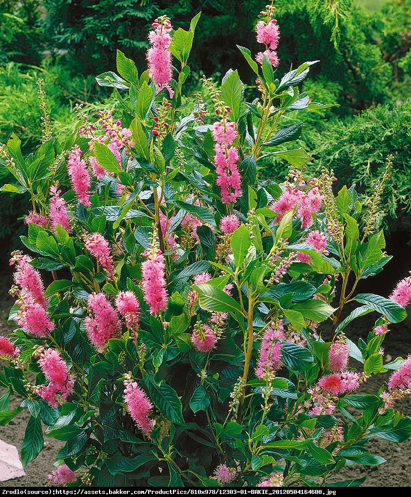 Orszelina zwyczajna Pink Spire - Clethra alnifolia Pink Spire