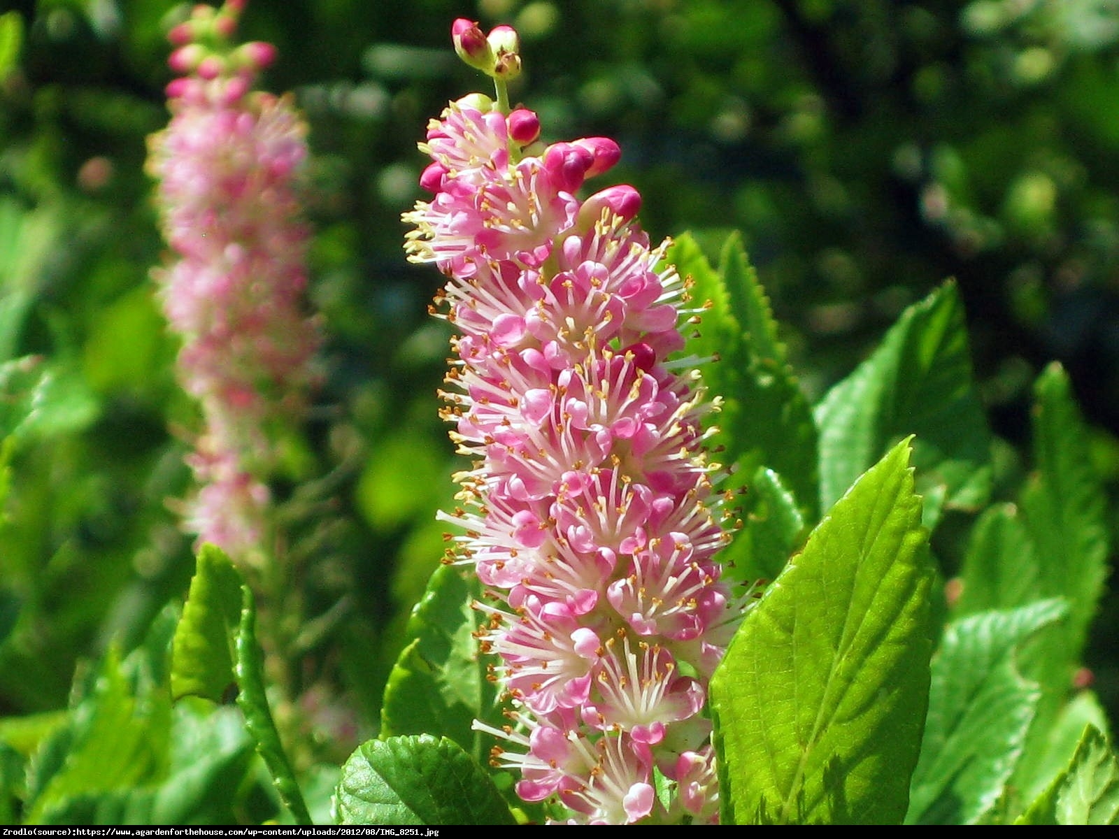 Orszelina zwyczajna Pink Spire - Clethra alnifolia Pink Spire