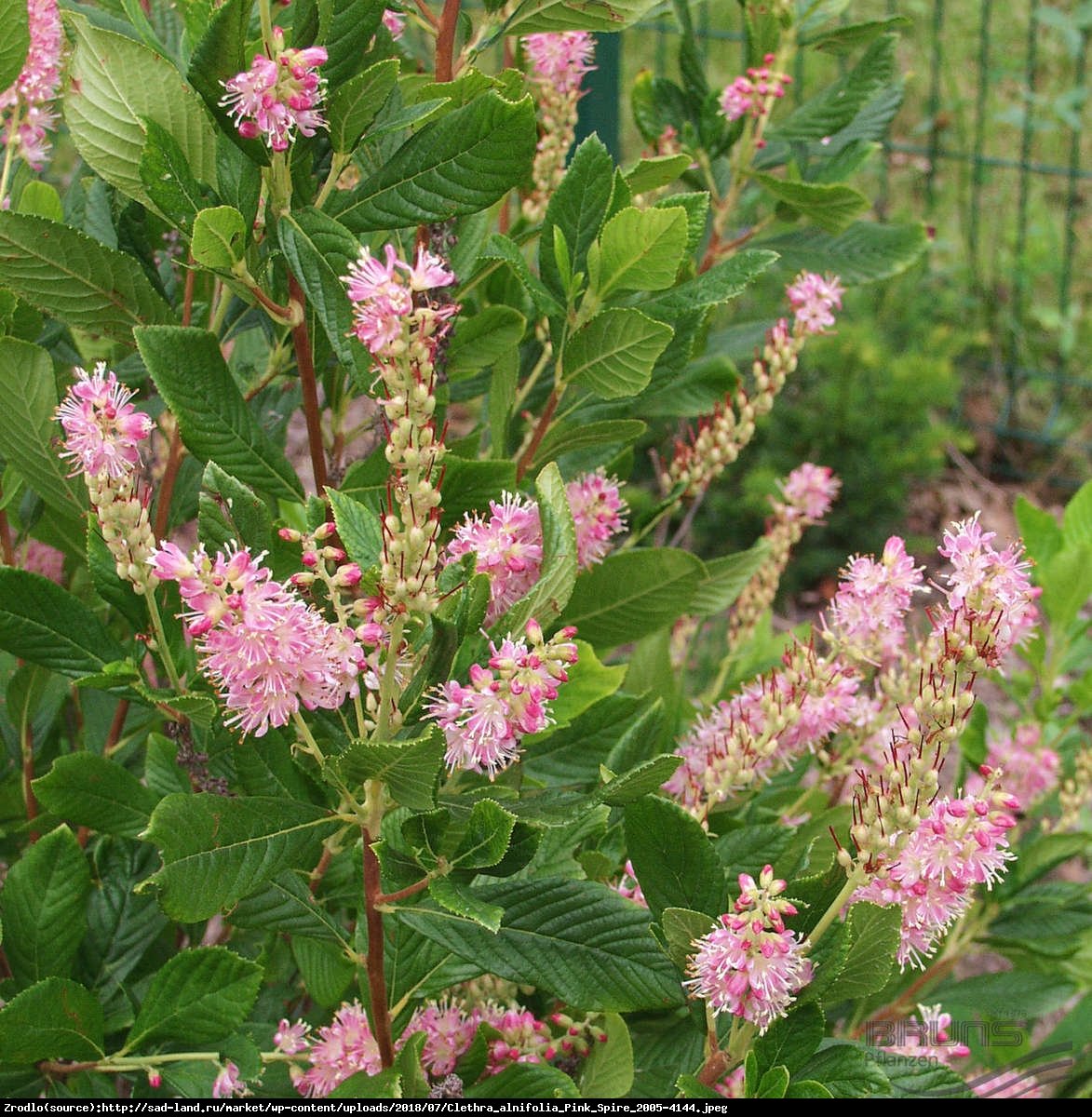 Orszelina zwyczajna Pink Spire - Clethra alnifolia Pink Spire