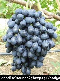 Winorośl Riszelie - WIELKOOWOCOWY, smaczne owoce!!! - Vitis Riszelie