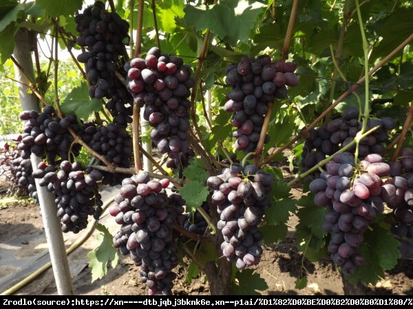 Winorośl Łorano - WCZESNA, grona po 2kg!!! - Vitis Łorano