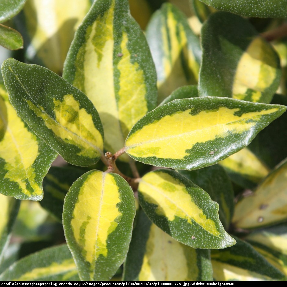 Oliwnik Ebbinga Limelight - Elaeagnus ebbingei Limelight 