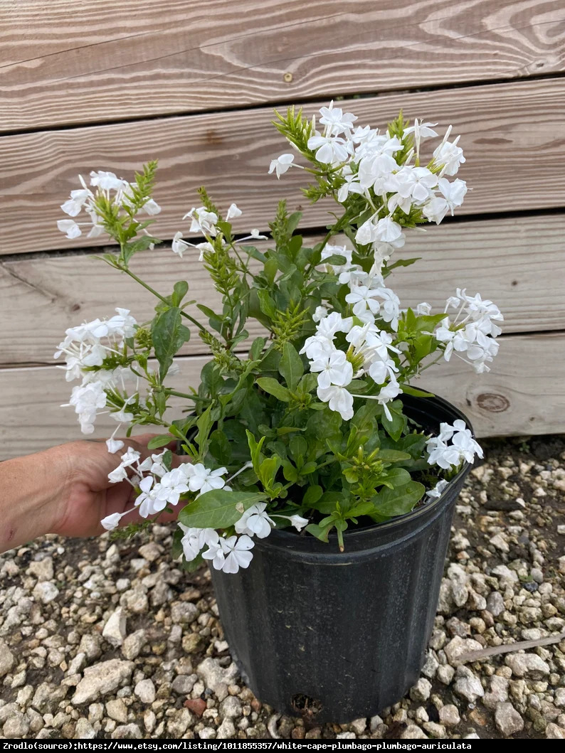 Ołownik o białych kwiatach - UNIKAT!!! - Plumbago auriculata