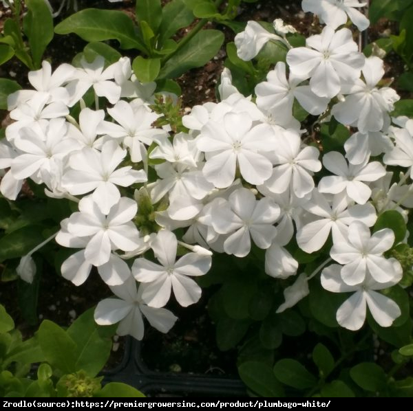 Ołownik o białych kwiatach - UNIKAT!!! - Plumbago auriculata