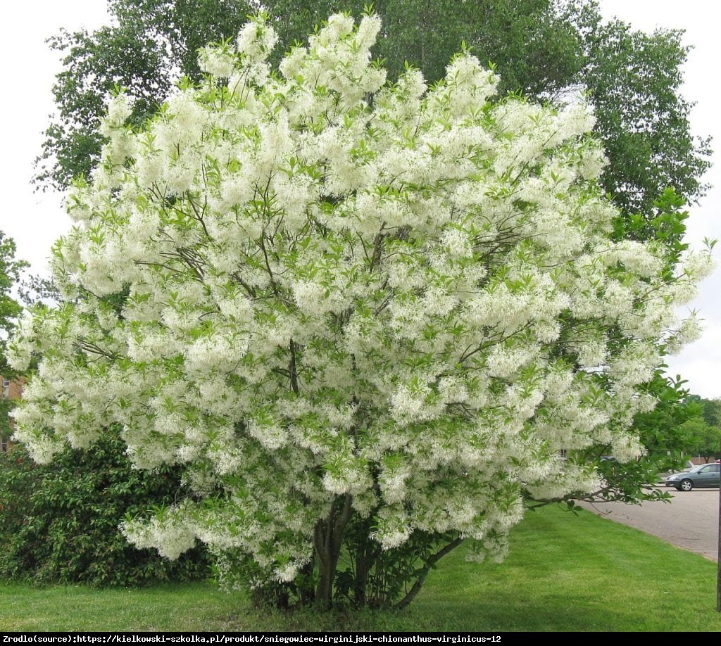 Śniegowiec wirginijski - Chionanthus virginicus