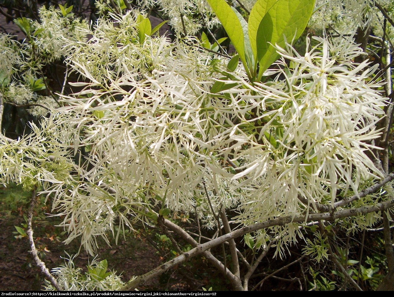 Śniegowiec wirginijski - Chionanthus virginicus