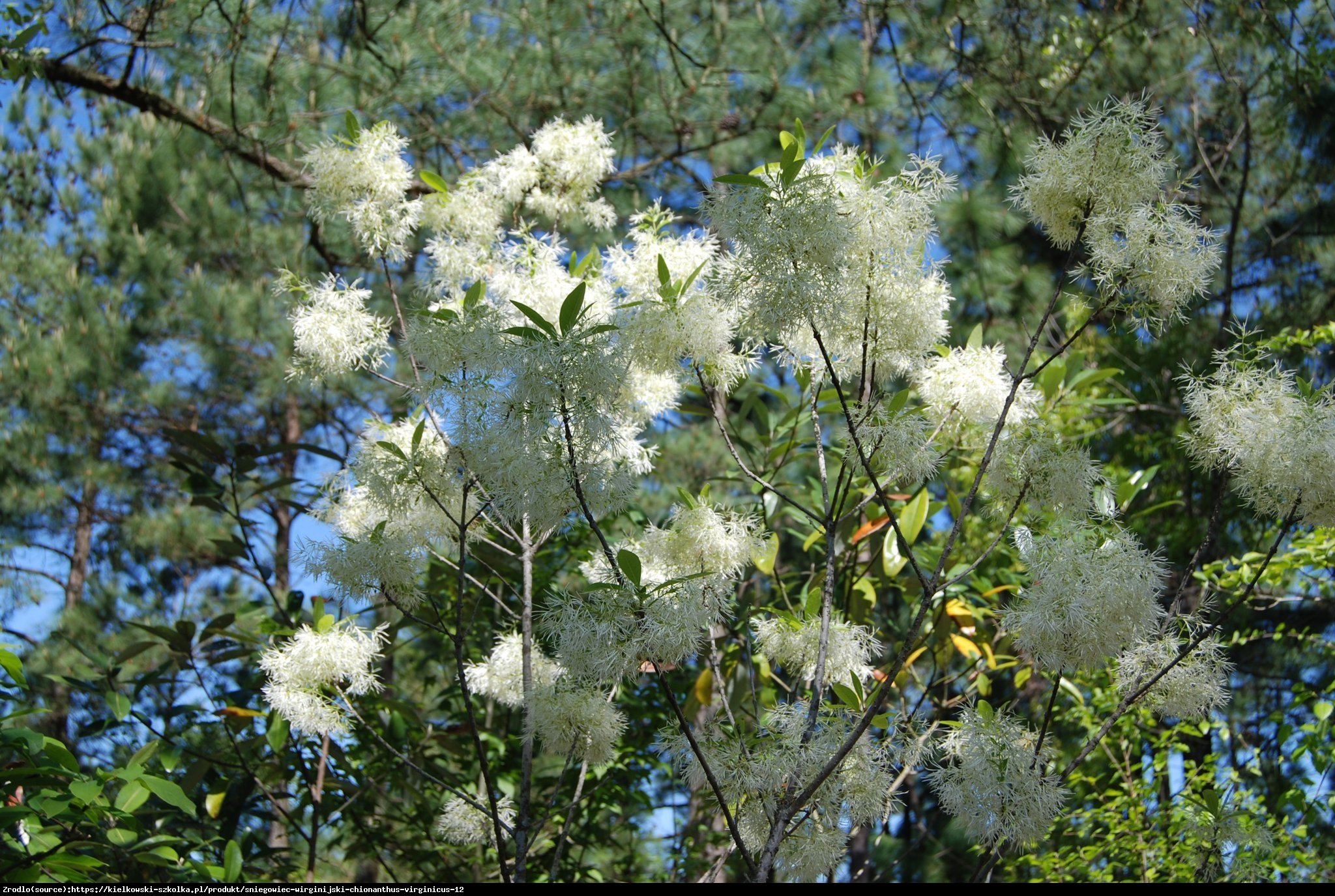 Śniegowiec wirginijski - Chionanthus virginicus