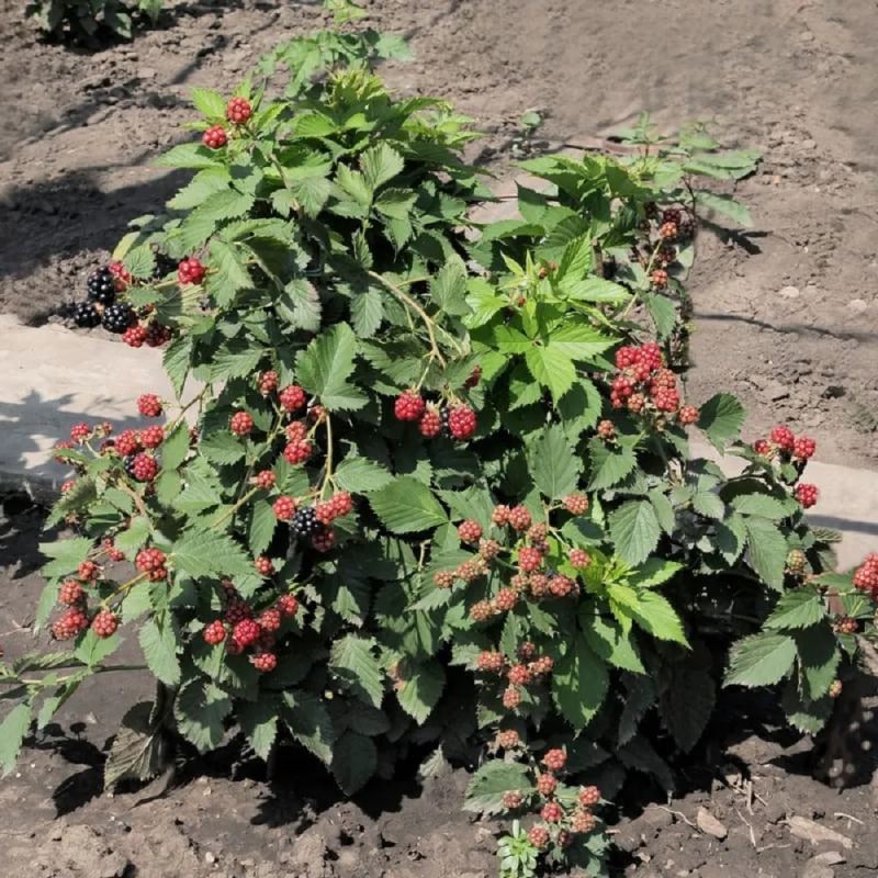 Jeżyna Dima- NOWOŚĆ, idealna na balkony i tarasy, BEZKOLCOWA!!! - Rubus fruticosus Dima