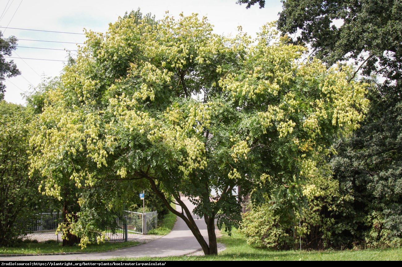 Mydleniec wiechowaty  - Koelreuteria paniculata