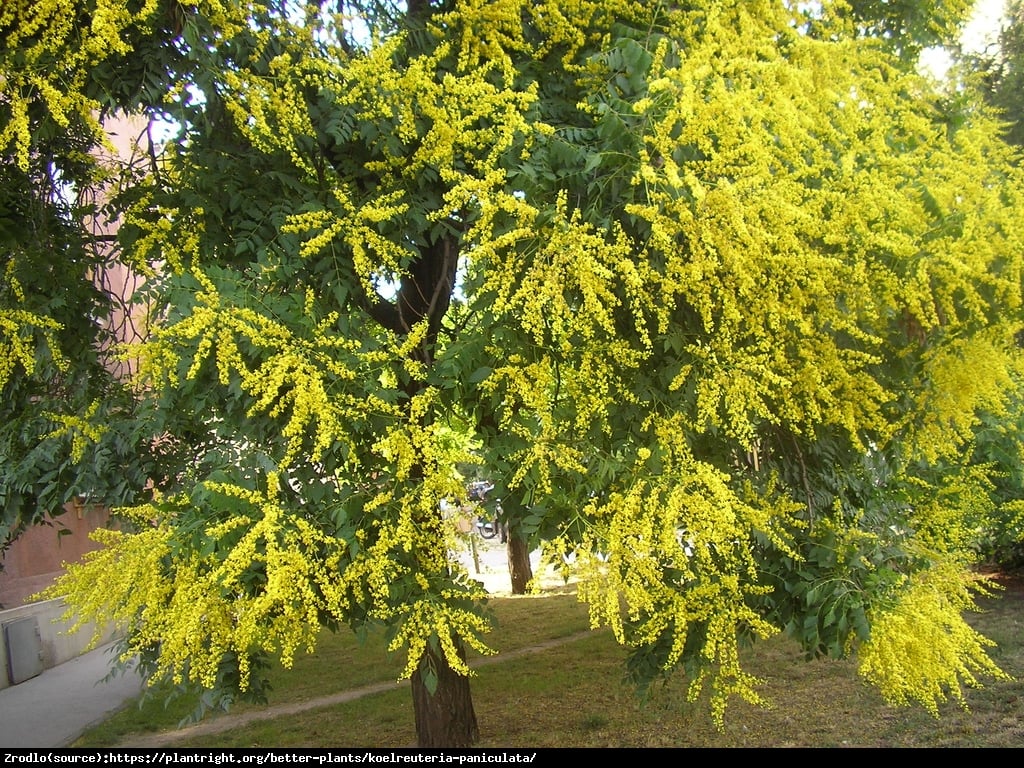 Mydleniec wiechowaty  - Koelreuteria paniculata