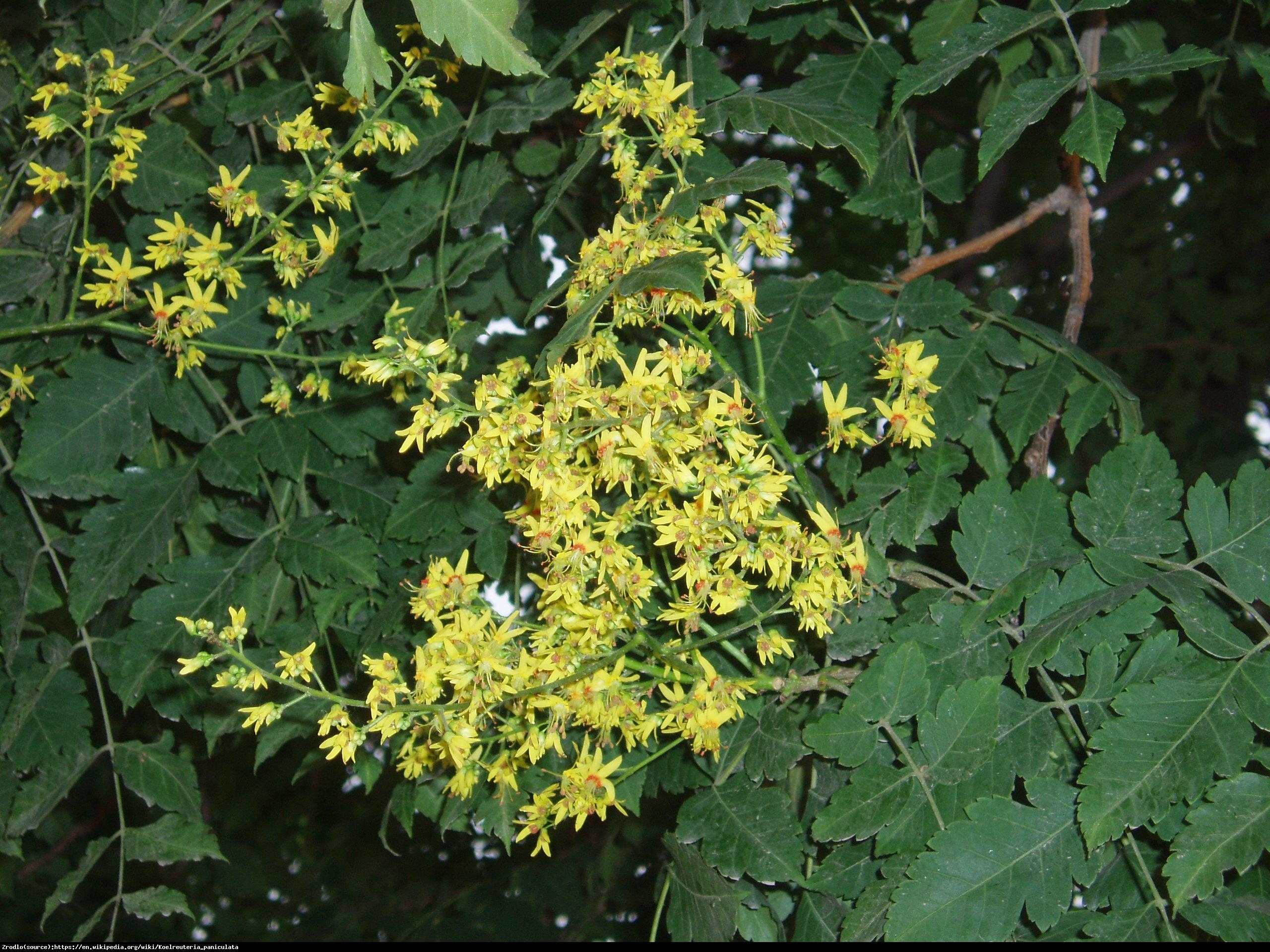 Mydleniec wiechowaty  - Koelreuteria paniculata