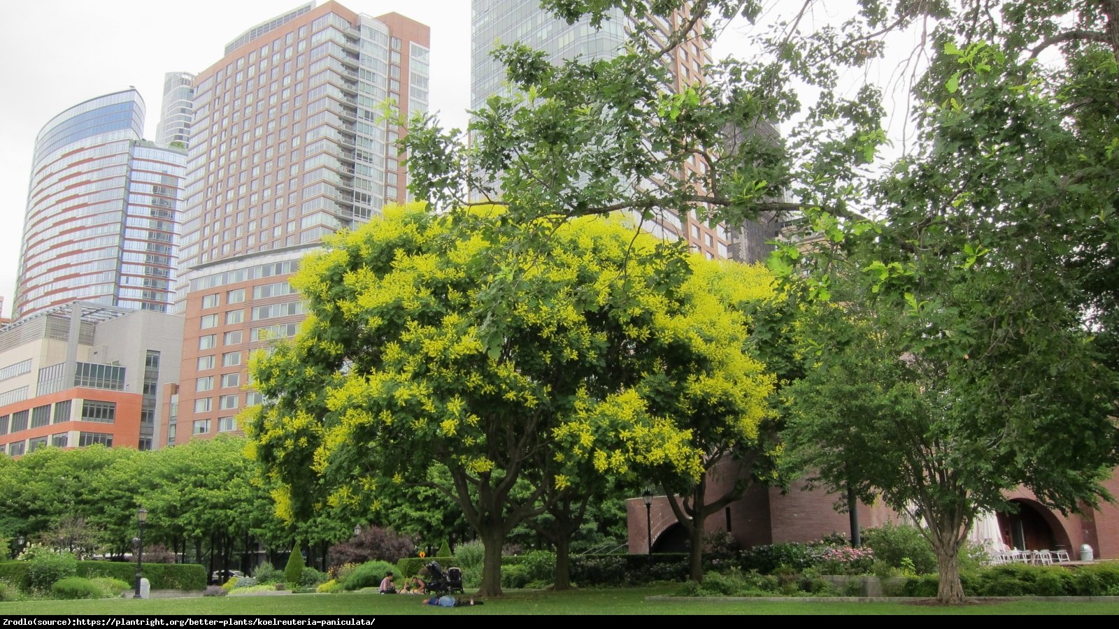 Mydleniec wiechowaty  - Koelreuteria paniculata