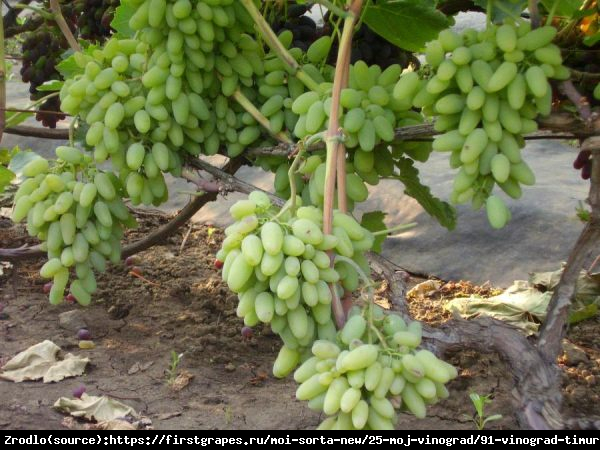 Winorośl Timur - WYJĄTKOWY SMAK, żółto-bursztynowe owoce!!! - Vitis Timur