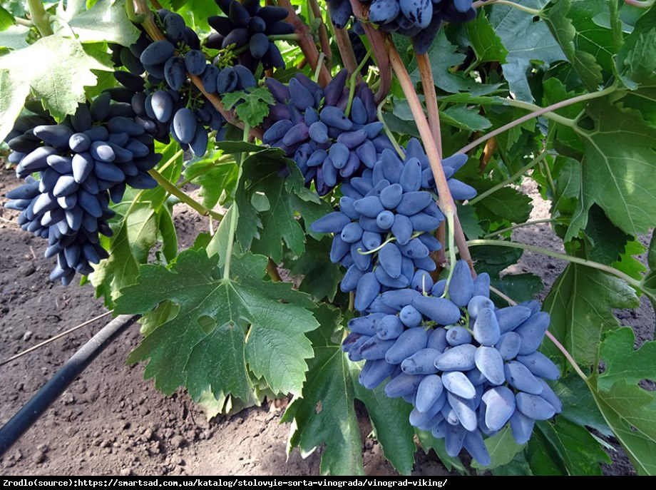 Winorośl Wiking - granatowo-czarne FASOLKI !!! - Vitis Wiking