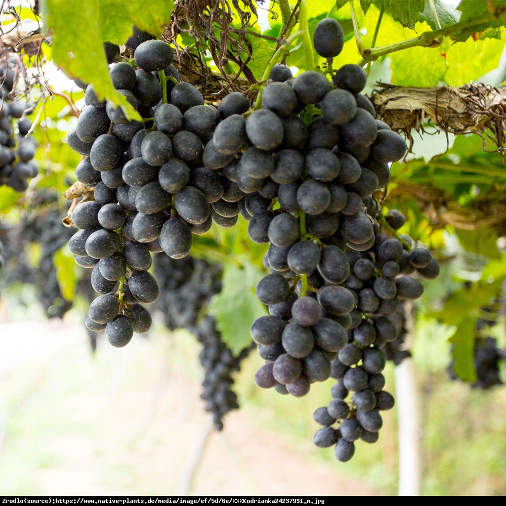 Winorośl  Kodrianka - Vitis  Kodrianka 