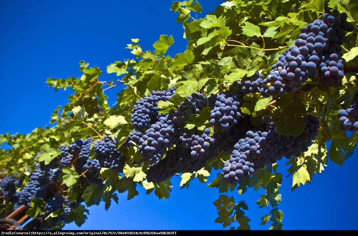 Winorośl  Alden - Vitis  Alden 