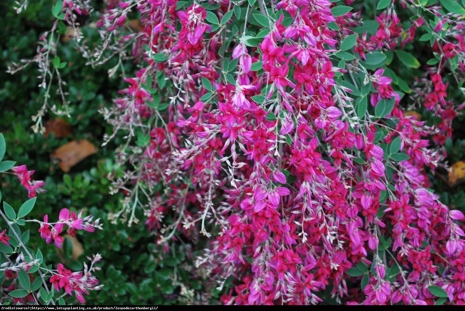 Lespedeza Thunberga - Lespedeza thunbergii 