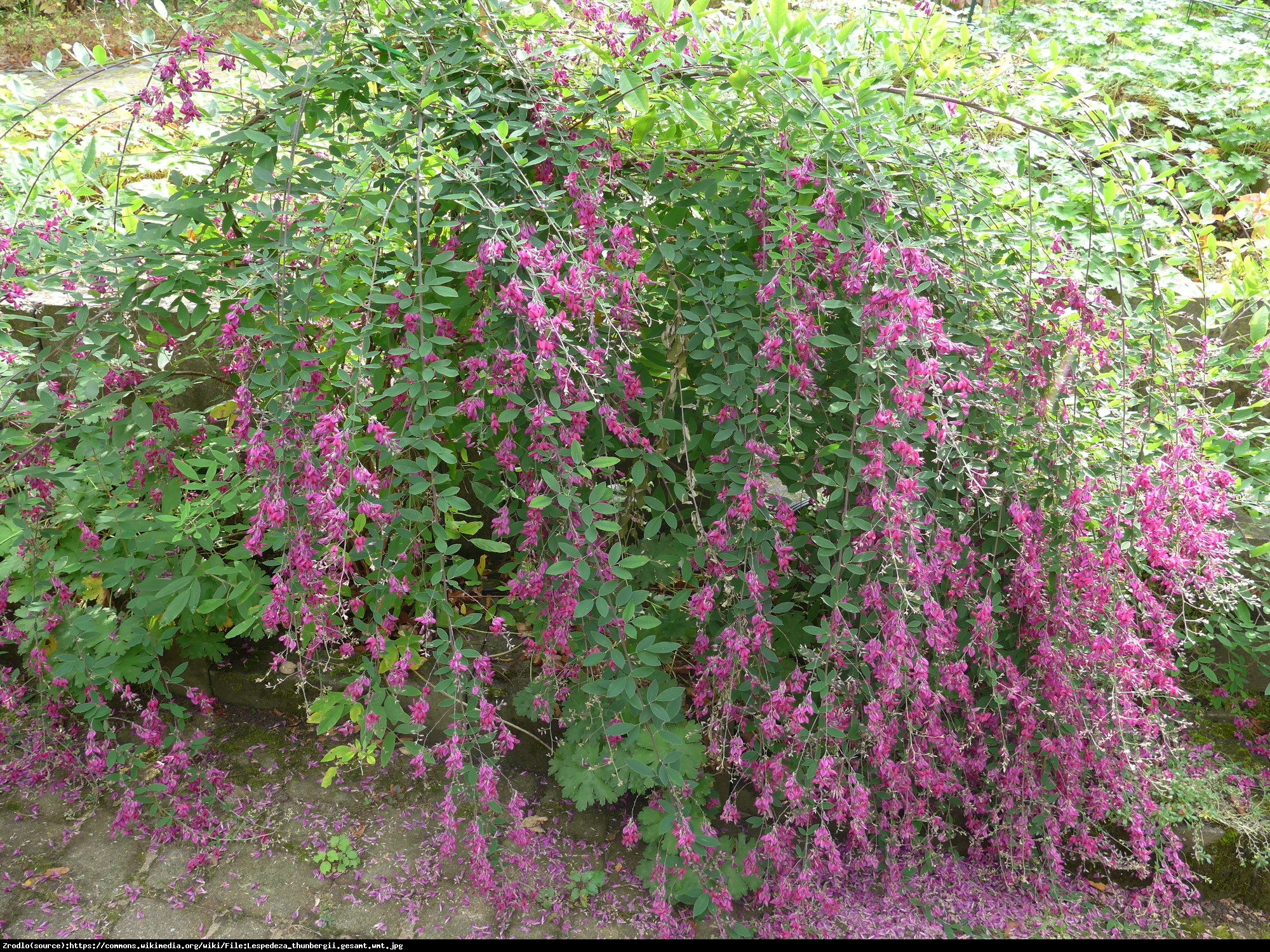 Lespedeza Thunberga - Lespedeza thunbergii 