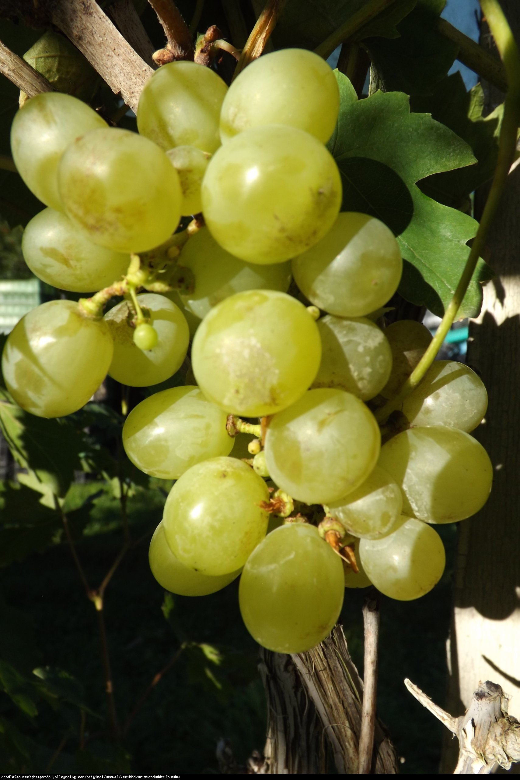 Winorośl Skarb Panonii - Vitis Skarb Panonii 