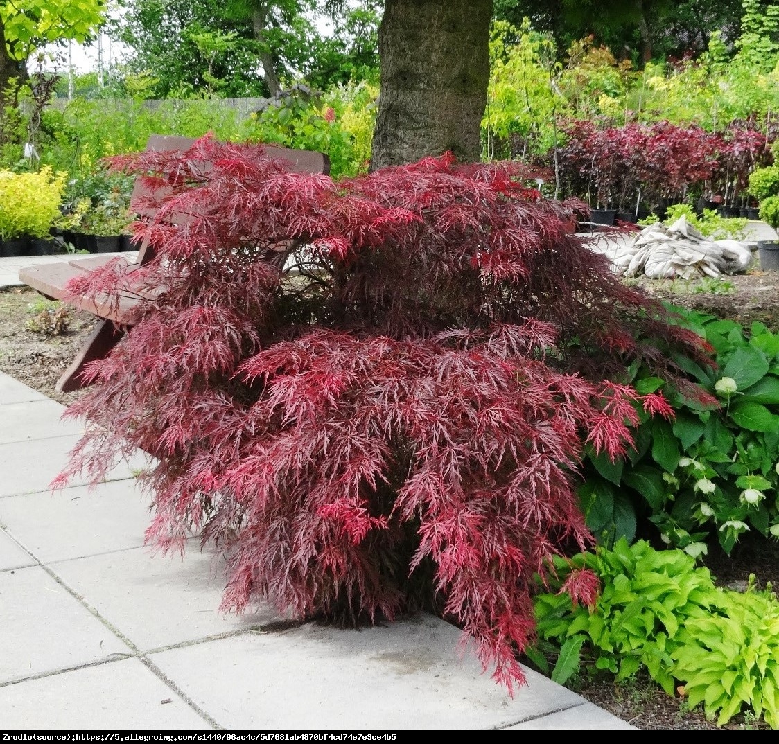 Klon palmowy Garnet - Acer palmatum Garnet