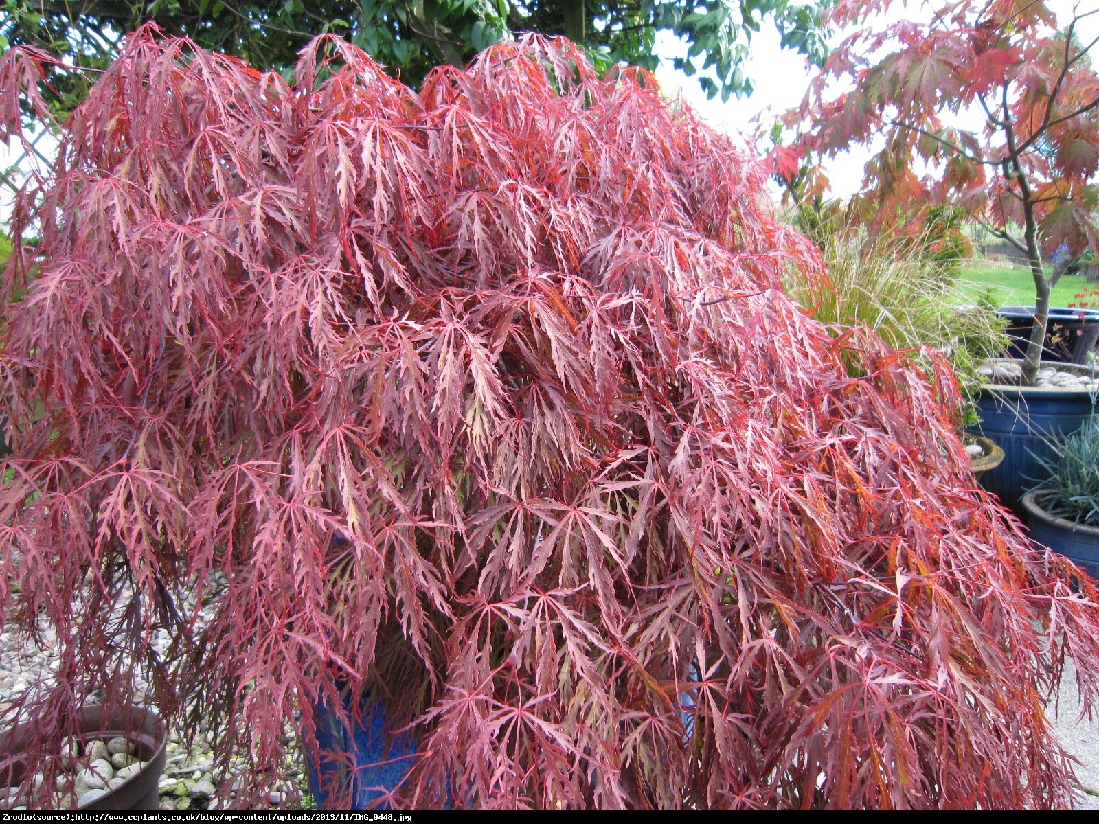 Klon palmowy Garnet - Acer palmatum Garnet