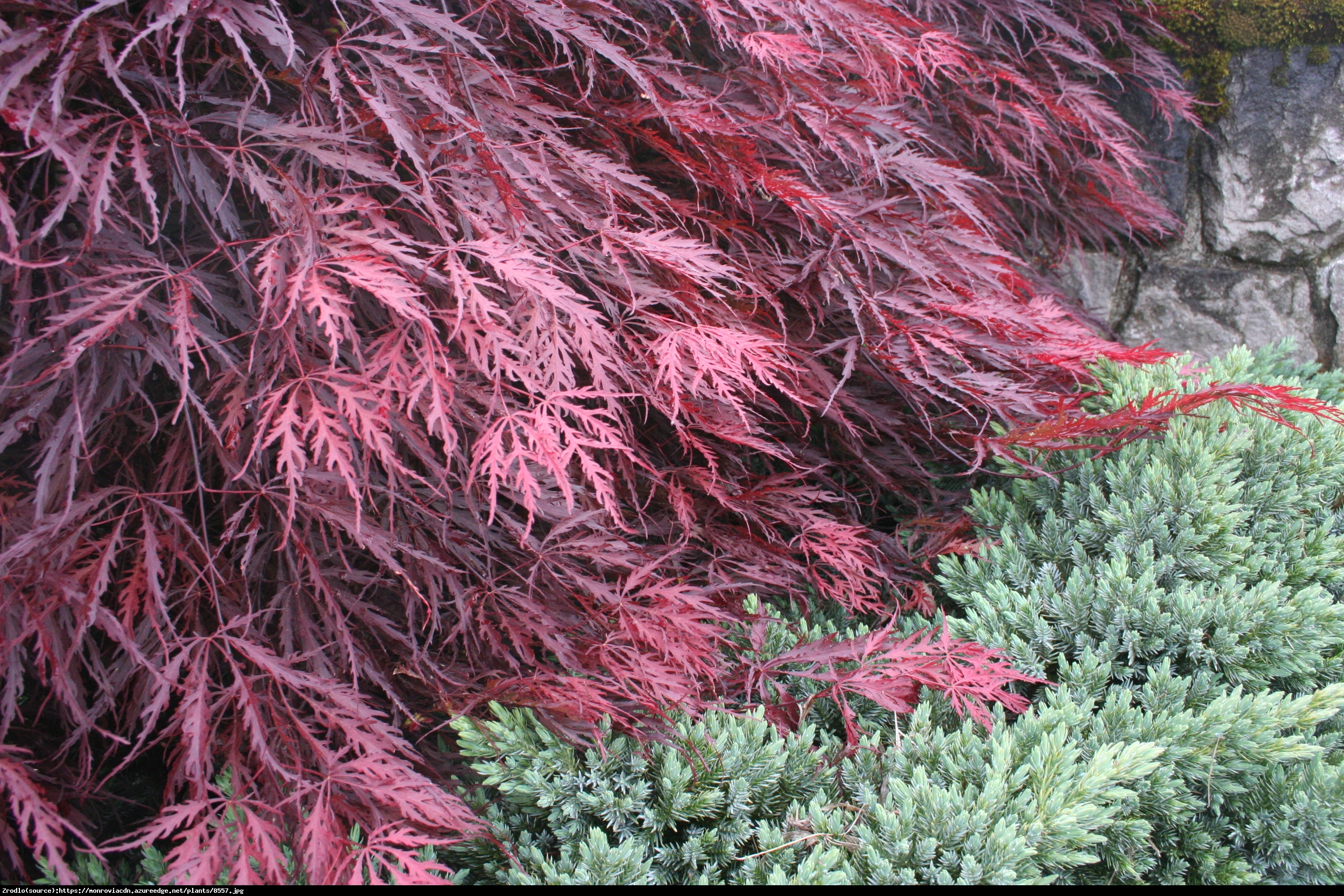 Klon palmowy Garnet - Acer palmatum Garnet