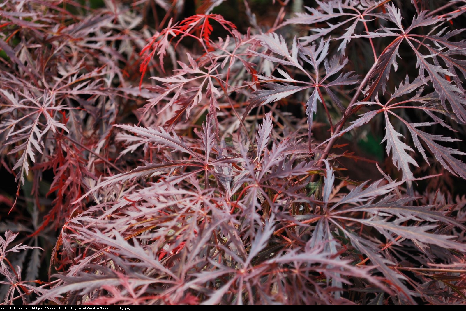 Klon palmowy Garnet - Acer palmatum Garnet