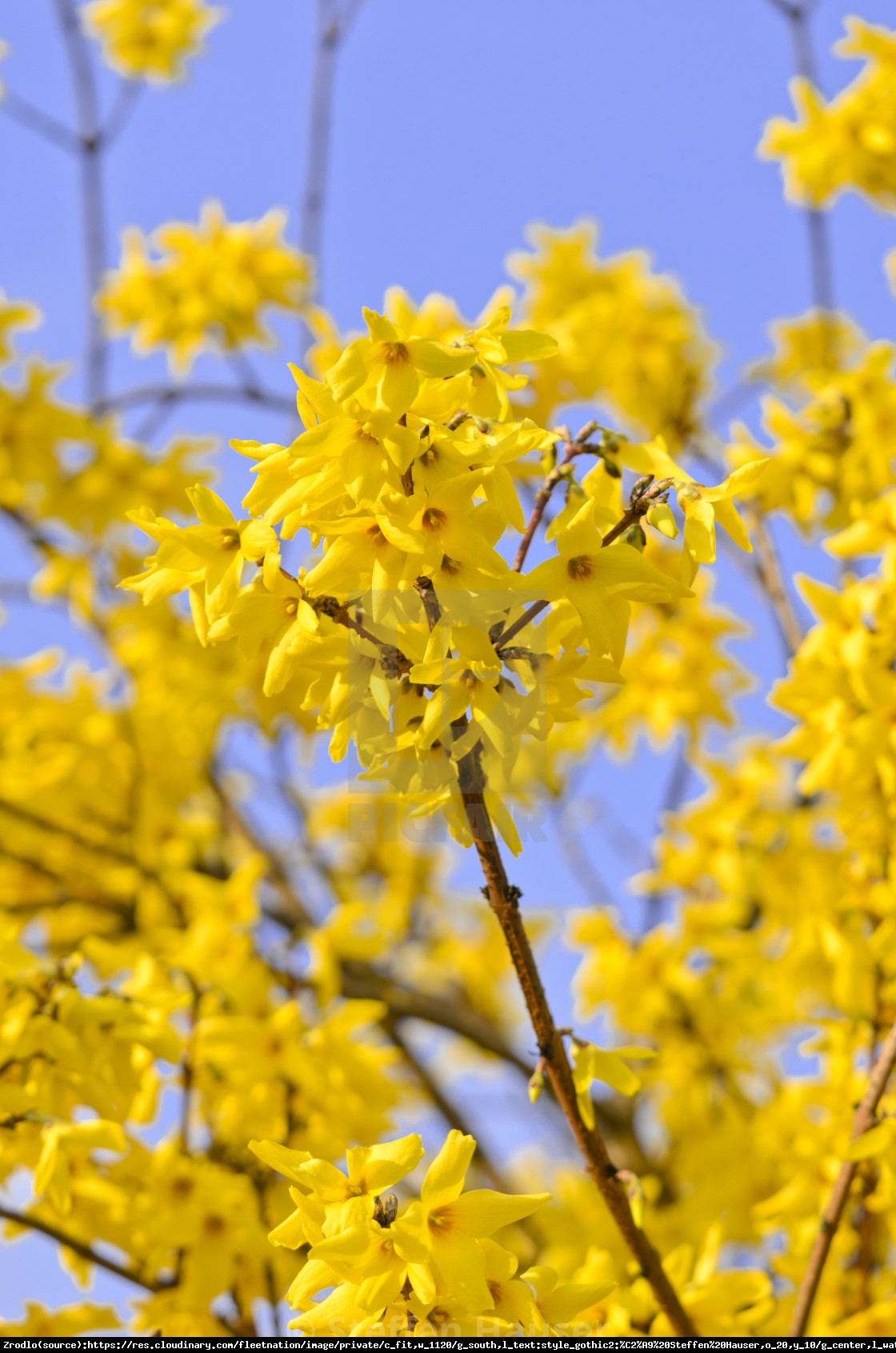 Forsycja pośrednia Beatrix Farrand  - Forsythia intermedia  Beatrix Farrand 