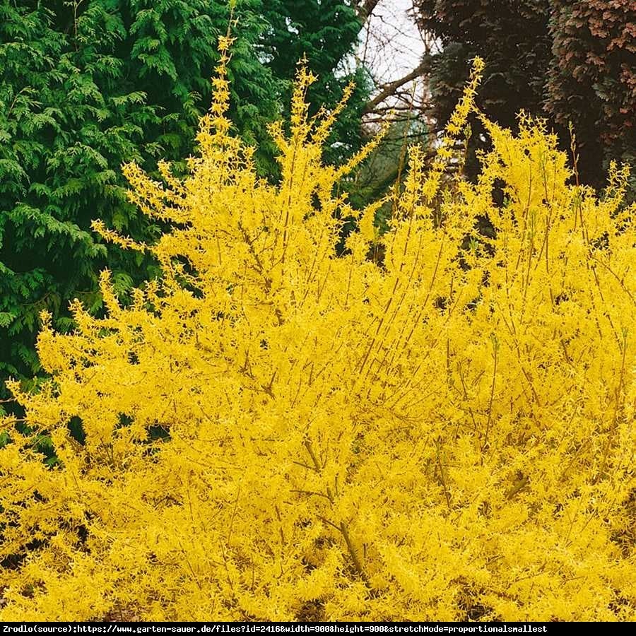 Forsycja pośrednia Beatrix Farrand  - Forsythia intermedia  Beatrix Farrand 